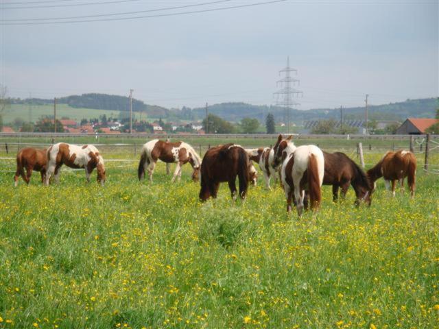 לינה וארוחת בוקר ממינגן Chrom Ranch Reiterhof מראה חיצוני תמונה